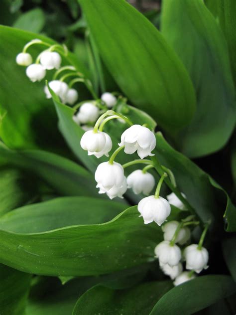 muguet lily of the valley.